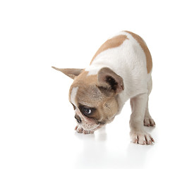 Image showing Puppy Dog Sniffing on the Ground