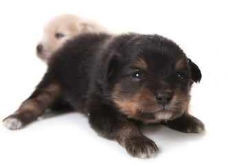 Image showing Black Pomeranian Newborn Puppy on White