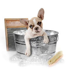 Image showing Dog Getting a Bath in a Washtub In Studio