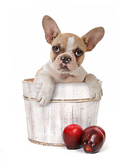 Image showing Puppy Dog In an Apple Barrel Studio Shot