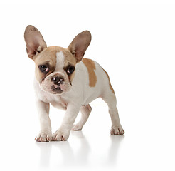 Image showing Innocent Puppy Dog Looking Lonely on White Background