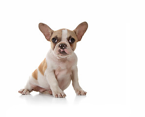 Image showing Puppy Dog With Cute Expression Studio Shot