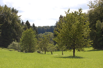 Image showing trees