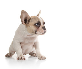 Image showing Bull Dog Puppy Looking to the Side