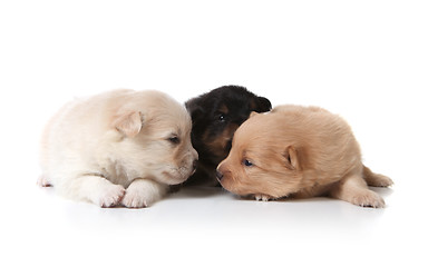 Image showing Tan Black and White Colored Pomeranian Puppies