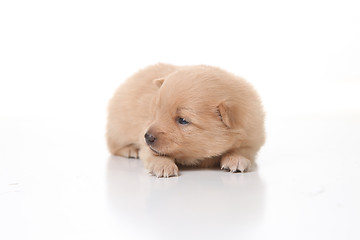 Image showing Cute Pomeranian Newborn Puppy