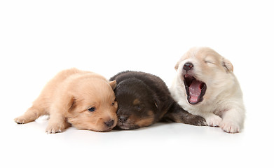 Image showing Yawning Cuddly Newborn Puppies