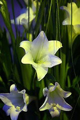 Image showing flower arrangement