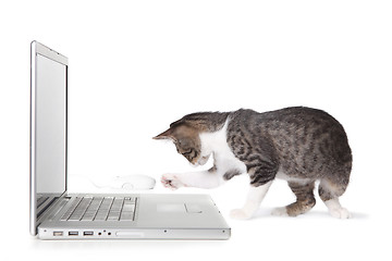 Image showing Adorable Kitten Using Laptop Computer