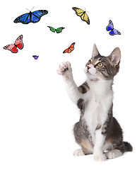 Image showing Kitten Batting at Butterflies