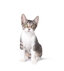 Image showing Cute Sitting Kitten on White