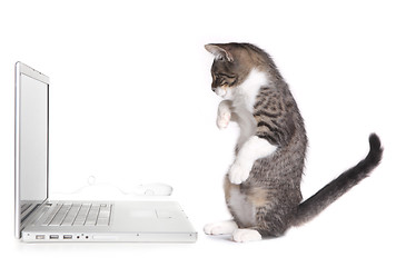 Image showing Kitten Sitting up Looking at Computer