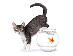 Image showing Kitten On a Fishbowl