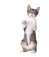 Image showing Little Kitten Standing Straight up on Hind Legs