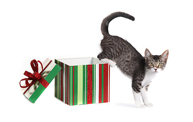 Image showing Christmas Kitty in a Gift Box