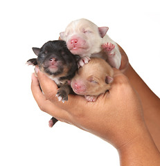 Image showing Three Cute Baby Puppies Being Held in Human Hands