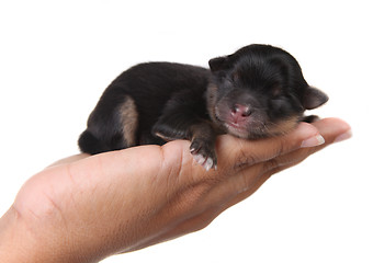 Image showing Black Puppy Sleeping in Hand