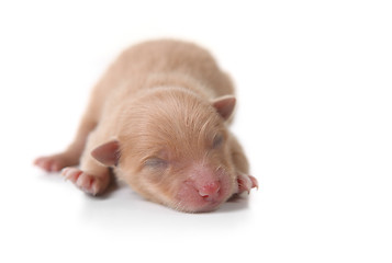 Image showing Newborn Pomeranian Puppy Sleeping
