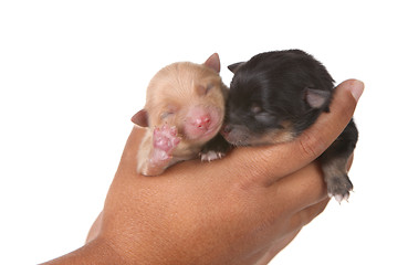 Image showing Two Puppies in a Hand on White