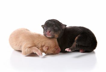 Image showing Sweet Sleeping Newborn Puppy Dogs on White
