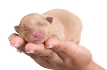 Image showing Tan Pomeranian Puppy Dog in Hand