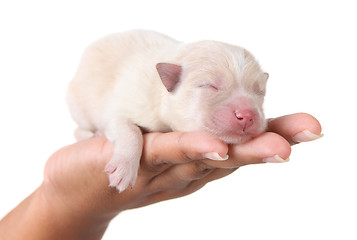 Image showing Sweet Sleeping White Newborn Puppy on White