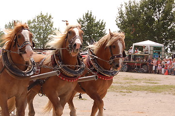 Image showing the horses