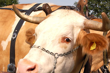 Image showing the cow