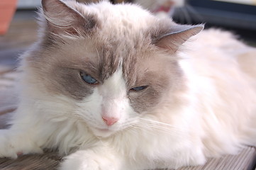 Image showing the ragdoll cat