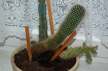 Image showing cactus