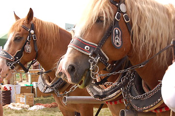 Image showing horses