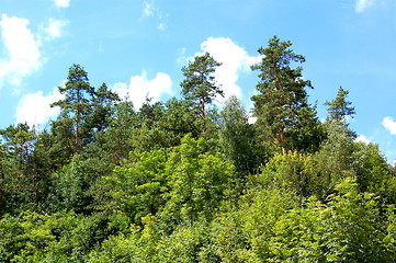 Image showing trees