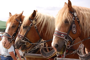 Image showing horses