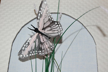 Image showing butterfly