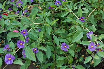 Image showing blooms