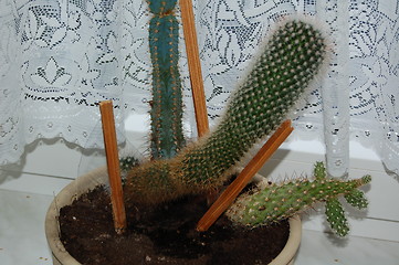 Image showing cactus