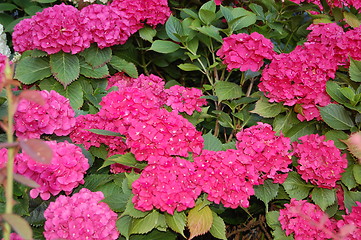 Image showing pink flowers