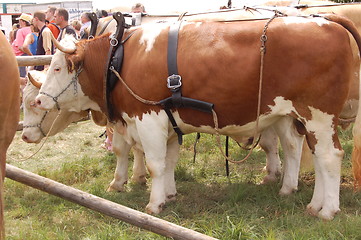 Image showing the cow