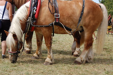 Image showing the brown horse