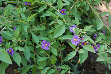 Image showing flowers