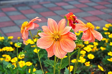 Image showing the flowers