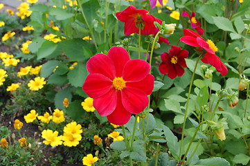 Image showing red flower