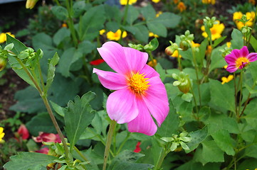 Image showing pink flower