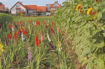 Image showing flowers