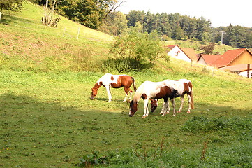 Image showing horses