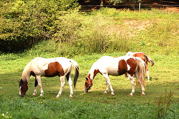 Image showing horses