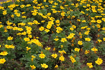 Image showing yellow flowers