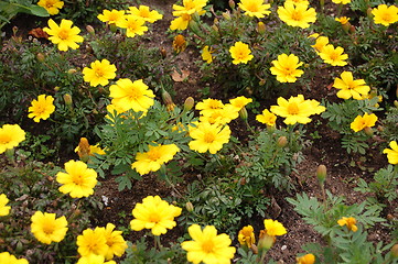 Image showing yellow plants