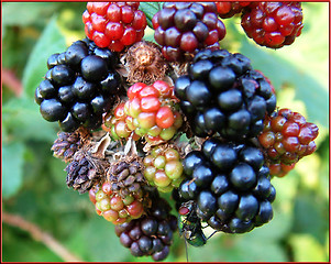 Image showing blackberries