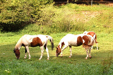 Image showing horses